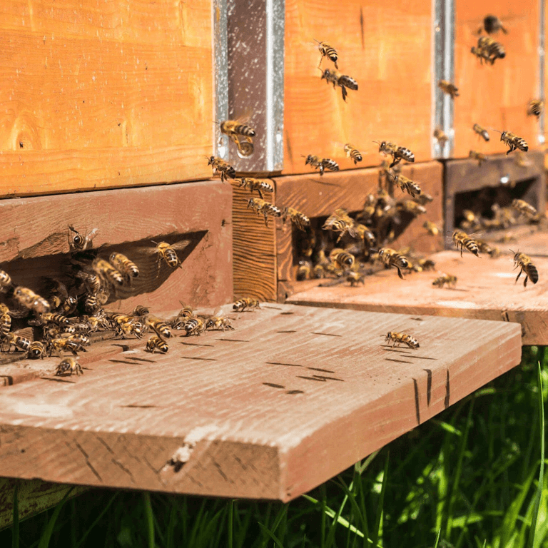 EU-Taxonomy_Protection-of-healthy-ecosystems-technical-screening-criteria